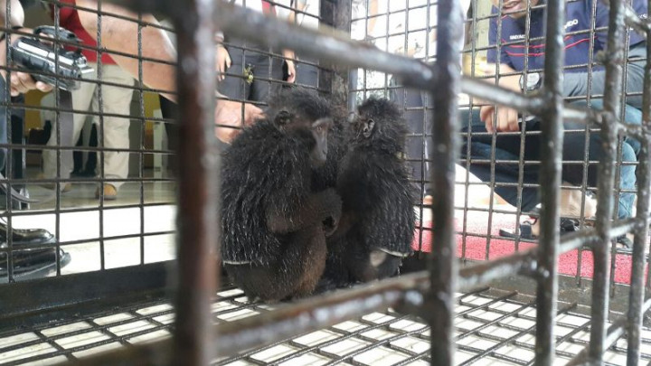 Polda Sulsel Tangkap Residivis Pedagang Satwa Dilindungi