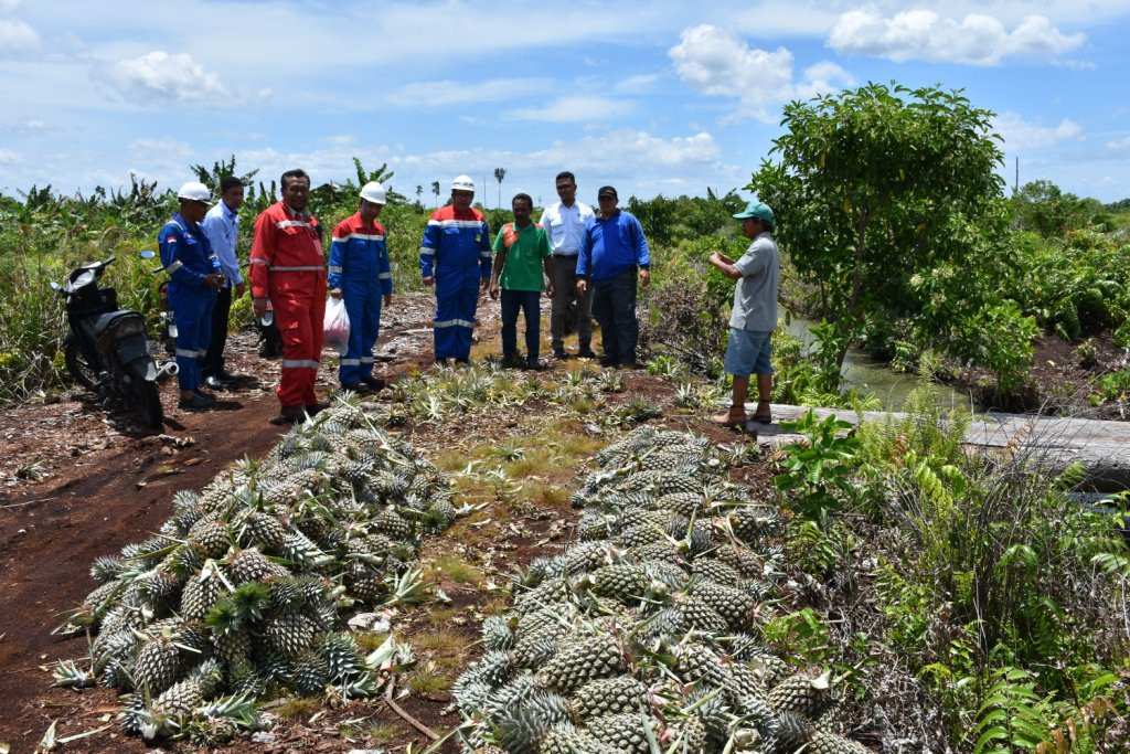 Nanas hasil perkebunan di lahan gambut (Foto:Pelangi Karismakristi)