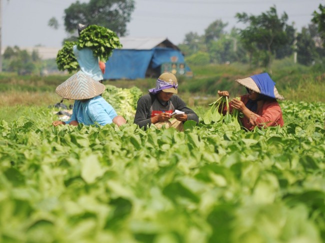Rendahnya Kesejahteraan Ancam Regenerasi Petani