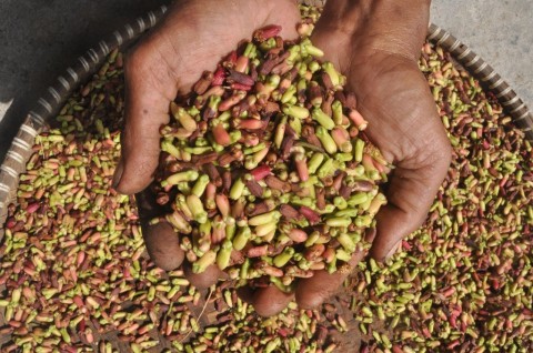 Harga Cengkih di Ternate Naik