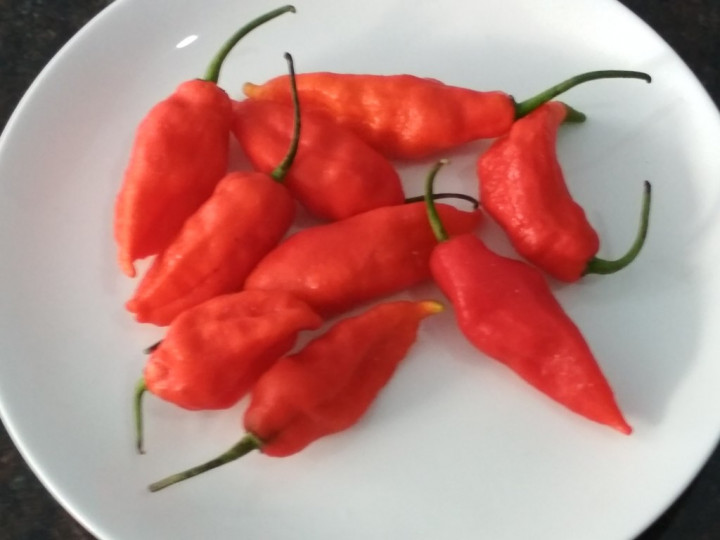 Pedasnya Cabai Hantu asal India Timur Laut