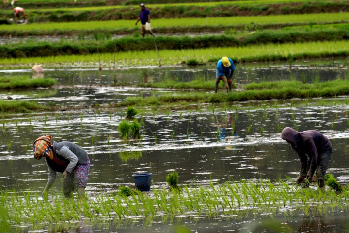 Sebanyak 24 Ribu Ha Lahan Pertanian Belum Digarap