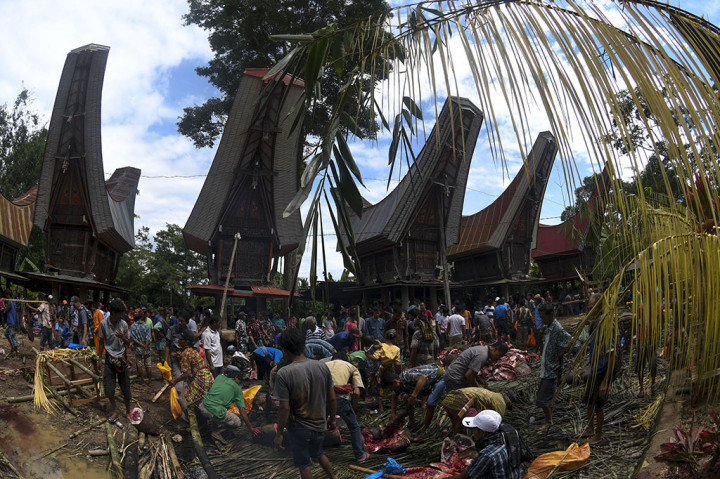 Melihat Upacara Mangrara Banua di Tana Toraja