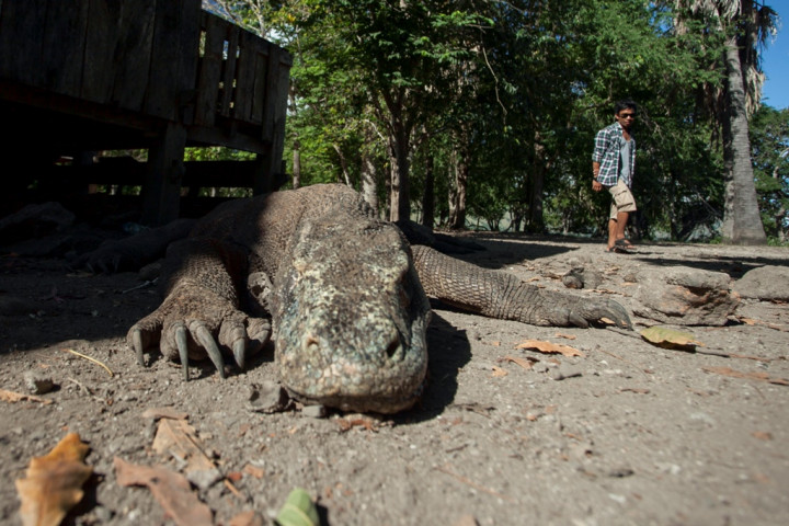 Pendapatan Wisata Pulau Komodo Capai Rp27 Miliar