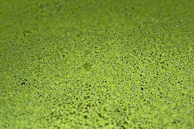 Satu genggam penuh watermeal bisa dijadikan tambahan yang bagus untuk smoothie, omelet, dan sup. Menurut Mental Floss, rasa buahnya agak mirip selada air. (Foto: Courtesy of Rd.com)