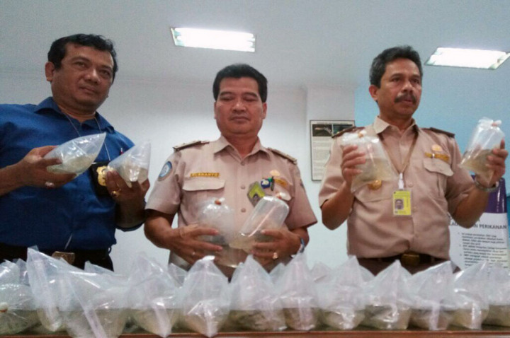 Benih Lobster Indonesia Banyak Diselundupkan ke Vietnam