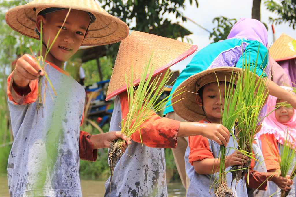 Belajar Tanam Padi di Kampung Omah Kecebong