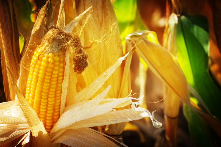 10 Manfaat Serabut Jagung untuk Kesehatan