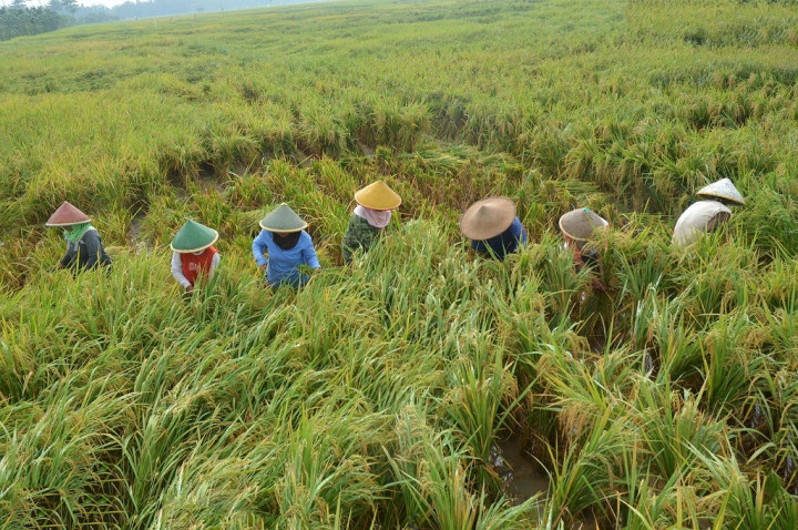 Panen di Jatim Dianggap Bakal Tambah Stok Pangan Nasional