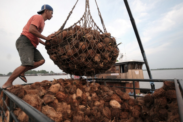 Berpotensi Besar, Saatnya Memperkuat Pertanian Kelapa