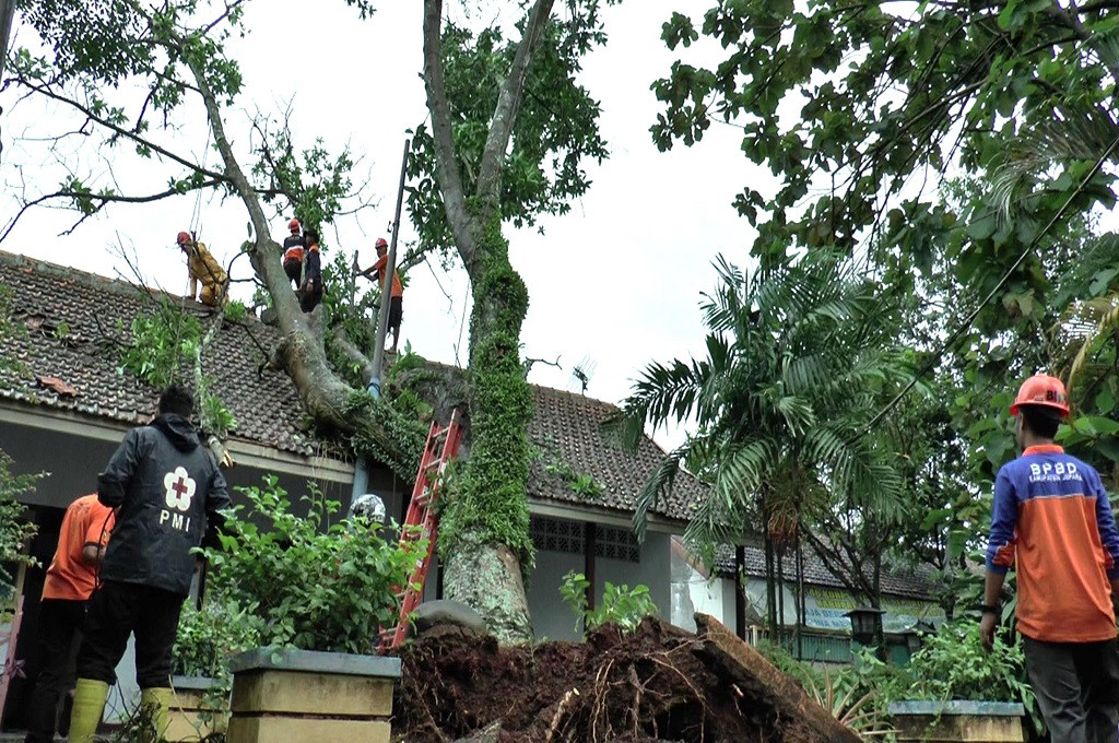 Pekerja berusaha memindahkan pohon kanthil dari rumah peninggalan orang tua RA Kartini di Jepara, Selasa, 16 Januari 2018, Medcom.id - Rhobi Shani