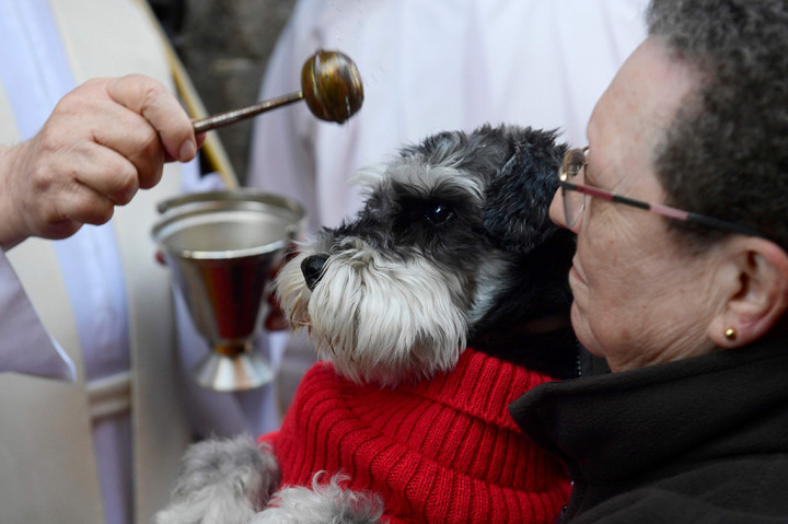 Tradisi Unik Pemberkatan Hewan di Gereja Spanyol