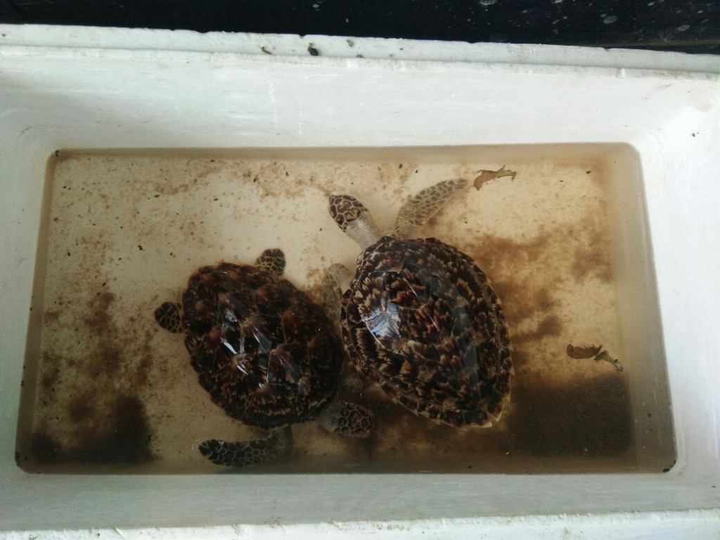 Dua ekor penyu sisik yang ditemukan polisi di seputar Pasar Anom Sumenep. Foto: Medcom.id / Rahmatullah