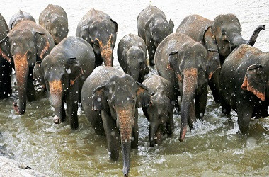 Polisi Batalkan Pengintaian akibat Dikejar Kawanan Gajah