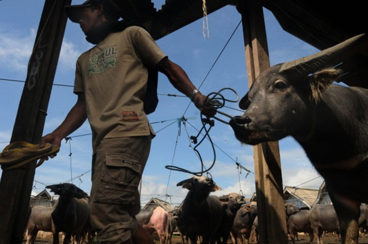 Pemerintah Diminta Tinjau Rencana Importasi Daging Kerbau