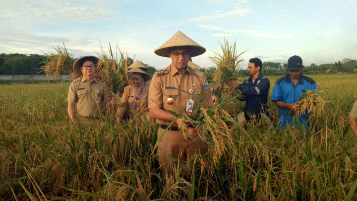 Anies Panen Padi di Tengah Kota