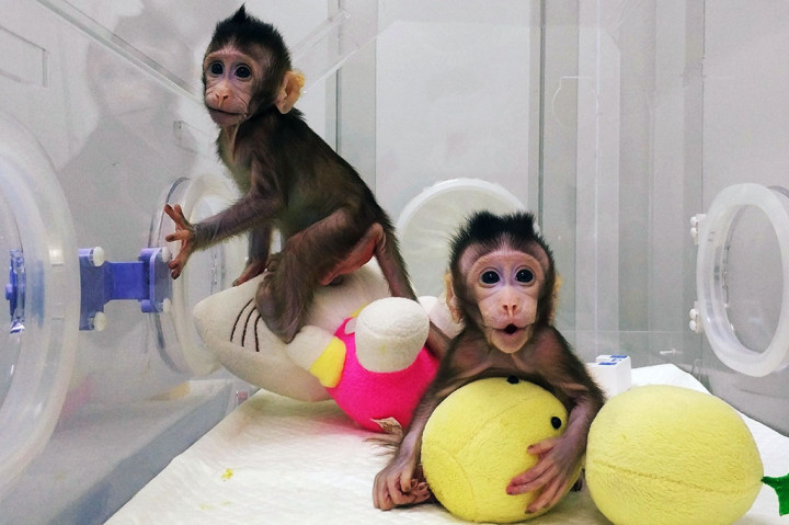 Ilmuwan Tiongkok Sukses Mengkloning Monyet