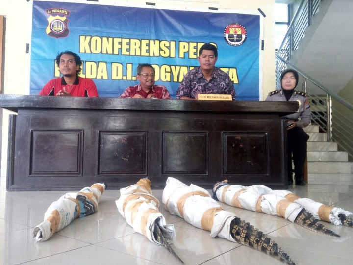 Warga Sleman Serahkan Lima Buaya Muara Peliharaan