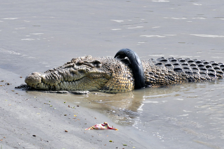 Upaya Penyelamatan Buaya Terjerat Ban Belum Berhasil