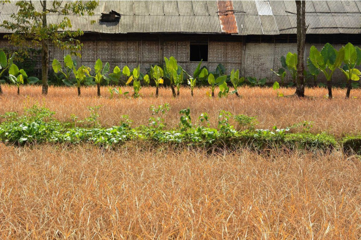 1.000 Ha Padi di Aceh Utara Diserang Hama Wereng