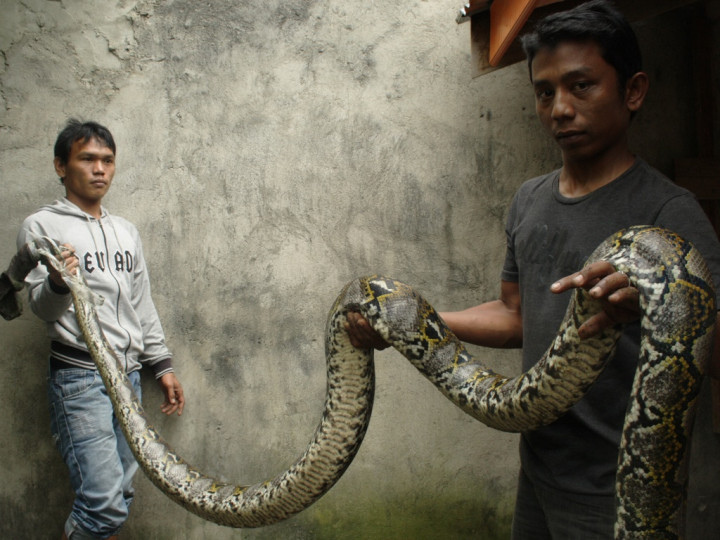 Pria Malaysia Tercekik Ular Piton yang Hendak Dijual