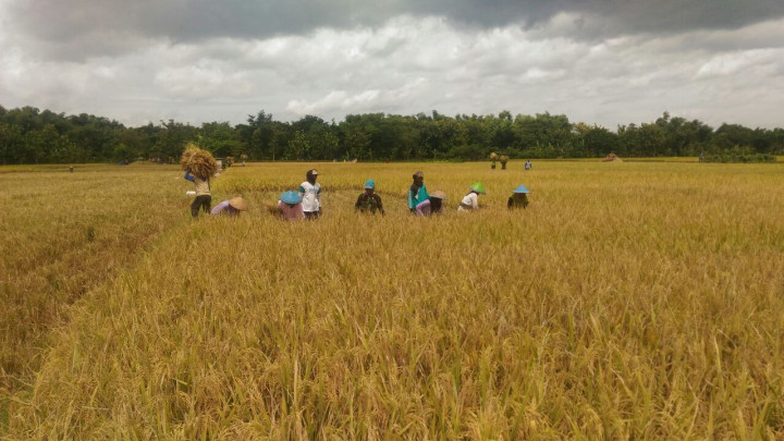 Harga Gabah Anjlok Saat Memasuki Panen Raya