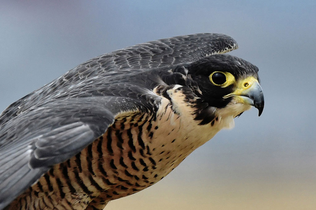 Elang Dikerahkan untuk Usir Hewan Pengganggu di Bandara