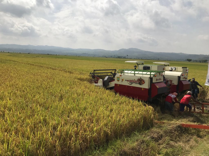 Sejak Abad ke 18, Kabupaten Lingga Menanti Panen Padi