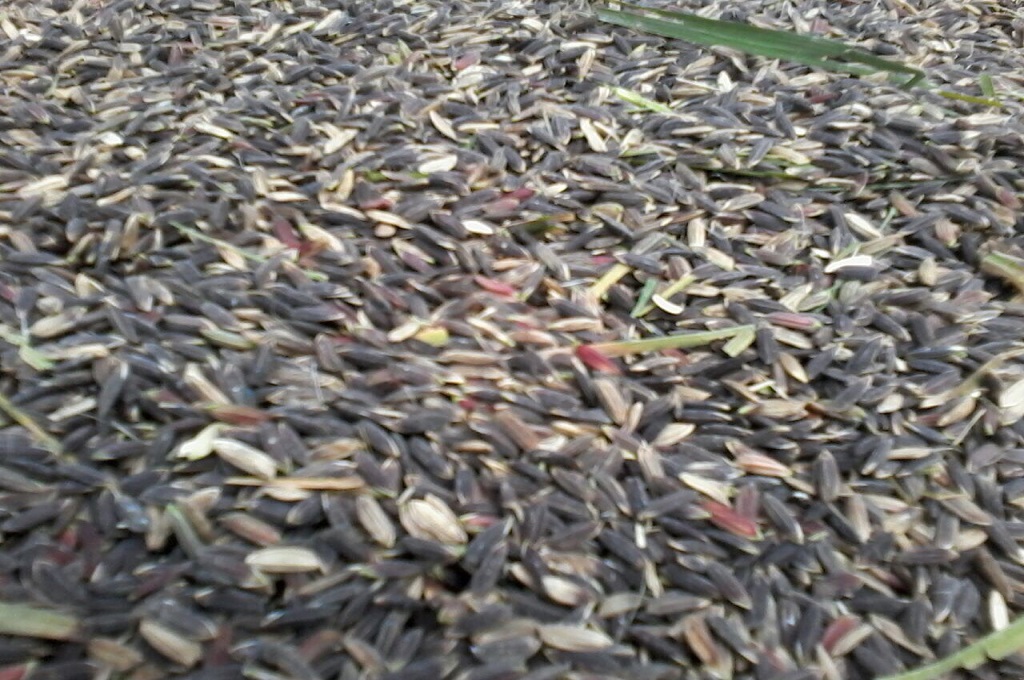 Bulir-bulir padi berwarna ungu yang ditemukan petani di Tabanan, Bali, Medcom.id - Raiza