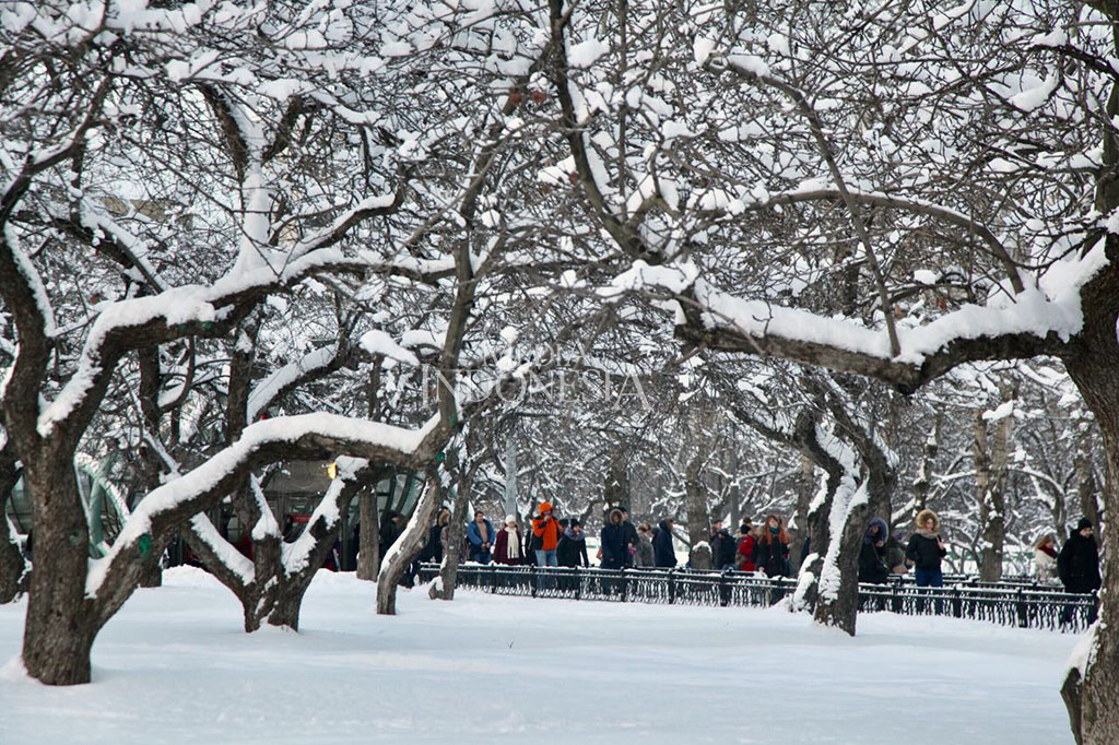 Pepohonan Cantik Berbalut Salju Bak di Buku Dongeng