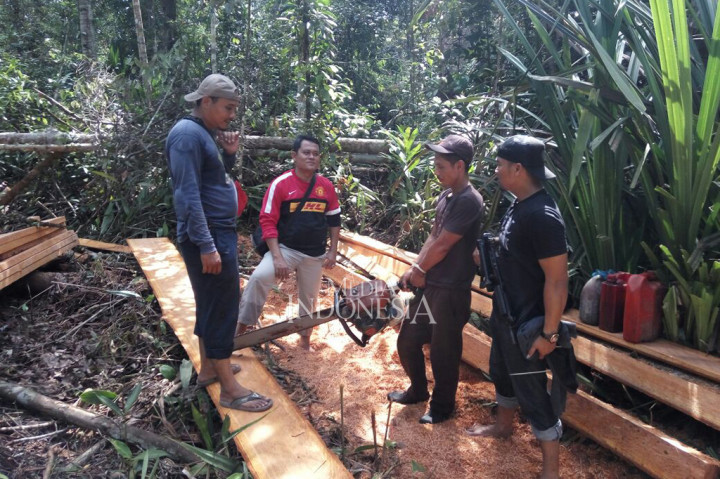 Polisi Tangkap 6 Pelaku Pembalakan Liar di Cagar Biosfer Riau