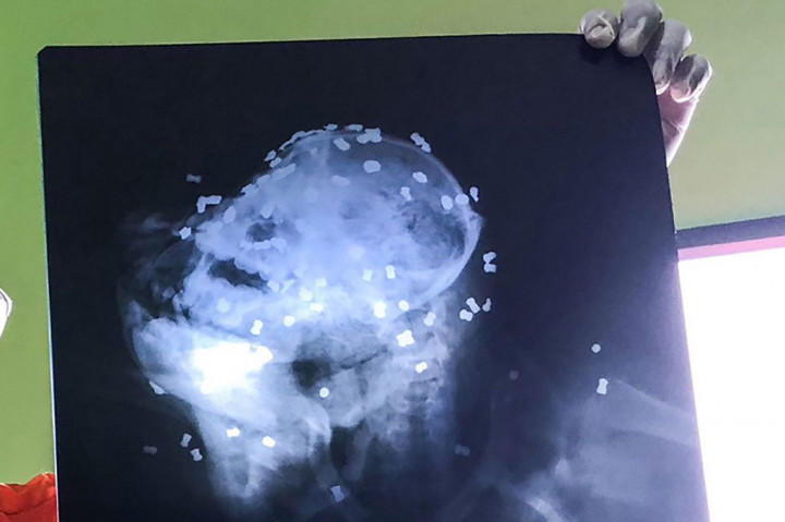 130 Peluru Ditemukan di Tubuh Orang Utan Mati