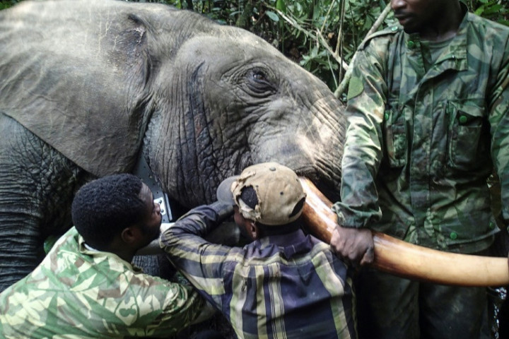 Gabon Fights Elephant Poachers with Hi-Tech Tracker Collars