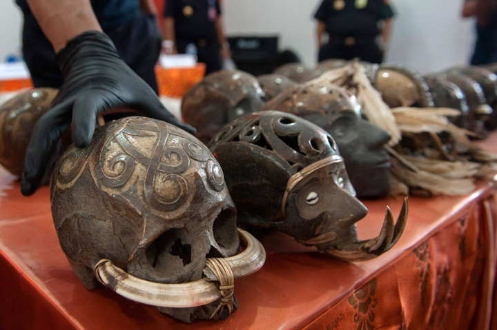 Bea Cukai Gagalkan Ekspor 24 Tengkorak Manusia