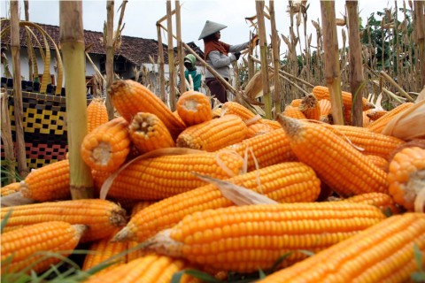 Sumbar Bidik Produksi Jagung 800 Ribu Ton