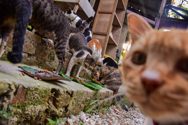 Sang Pelindung Kucing Terlantar
