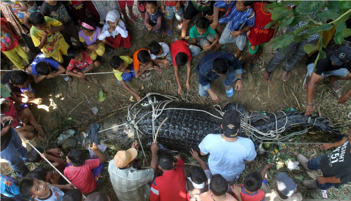 Warga Aceh Timur Tangkap Buaya Muara Seberat 600 Kg