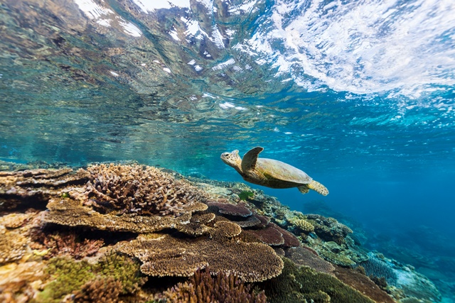 Menikmati 5 Hal Seru di Australia