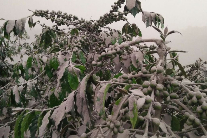 Ribuan Hektare Tanaman Warga Tertutup Abu Gunung Sinabung