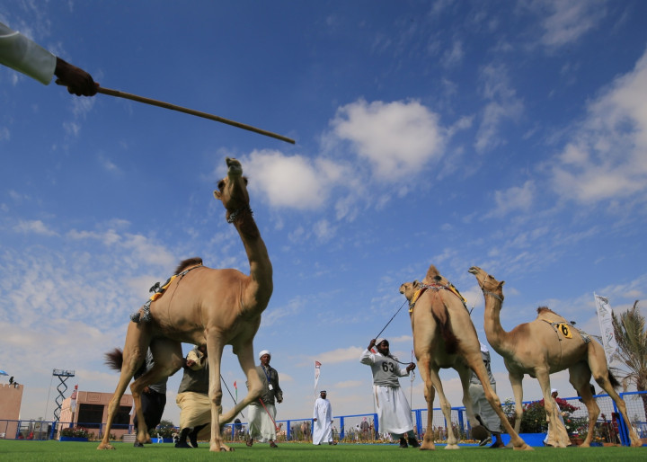 Camel-Based Baby Formula to Hit Shelves in Dubai