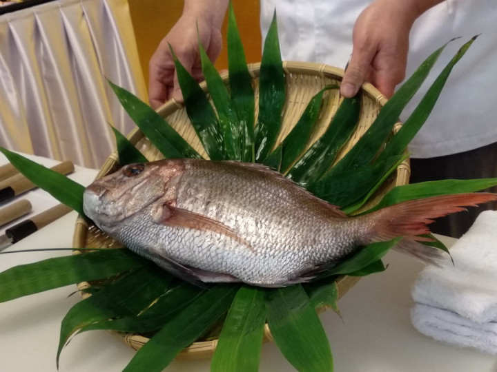 Melihat Ikan Tai, Ikan Kebahagiaan Asal Jepang