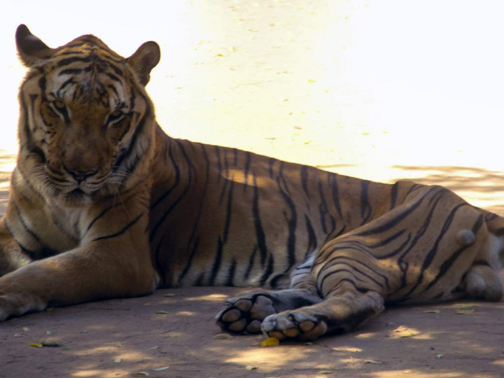 Hewan Buas di Kebun Binatang Venezuela Dibunuh karena Krisis Ekonomi