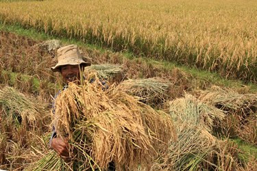 Stok Melimpah, Jateng Belum Butuh Beras Impor