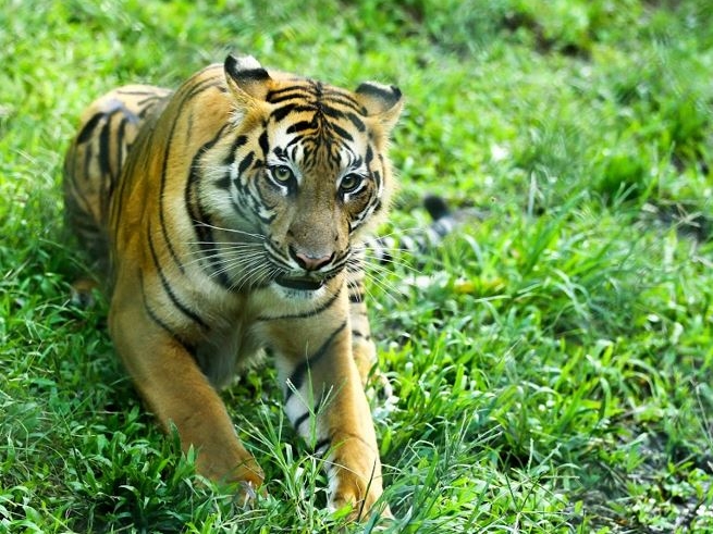 Pembantaian Harimau di Sumut Layak Dikutuk