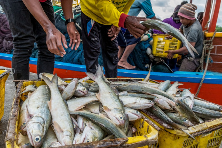 BKIPM to Establish Forum to Increase Southeast Sulawesi Fishery Exports