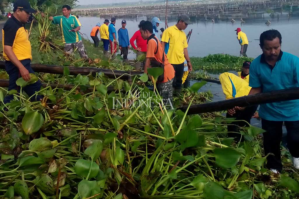 Ratusan ASN Bersihkan Eceng Gondok di Rowo Jombor