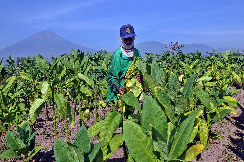 Petani Tembakau  Dinilai Belum Siap Terima Dampak 