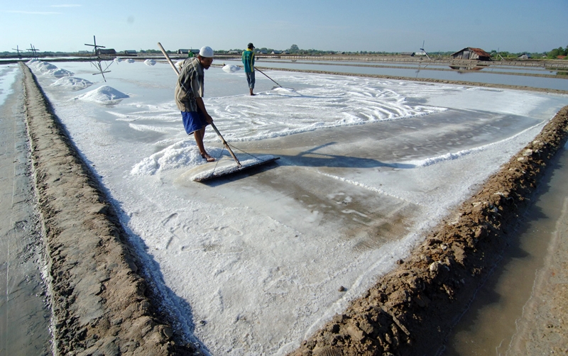 Petani memanen garam di lahan garam konvensional di Desa Bunder, Padewamu, Pamekasan, Jawa Timur. Foto: Antara/Saiful Bahri