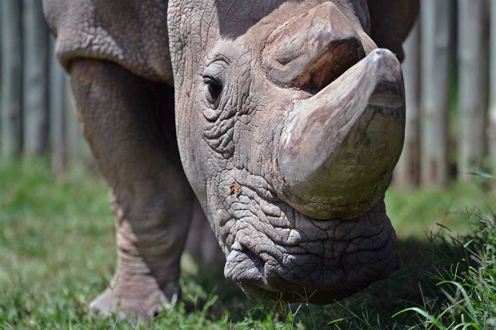Badak Putih Utara Jantan Terakhir di Dunia Mati