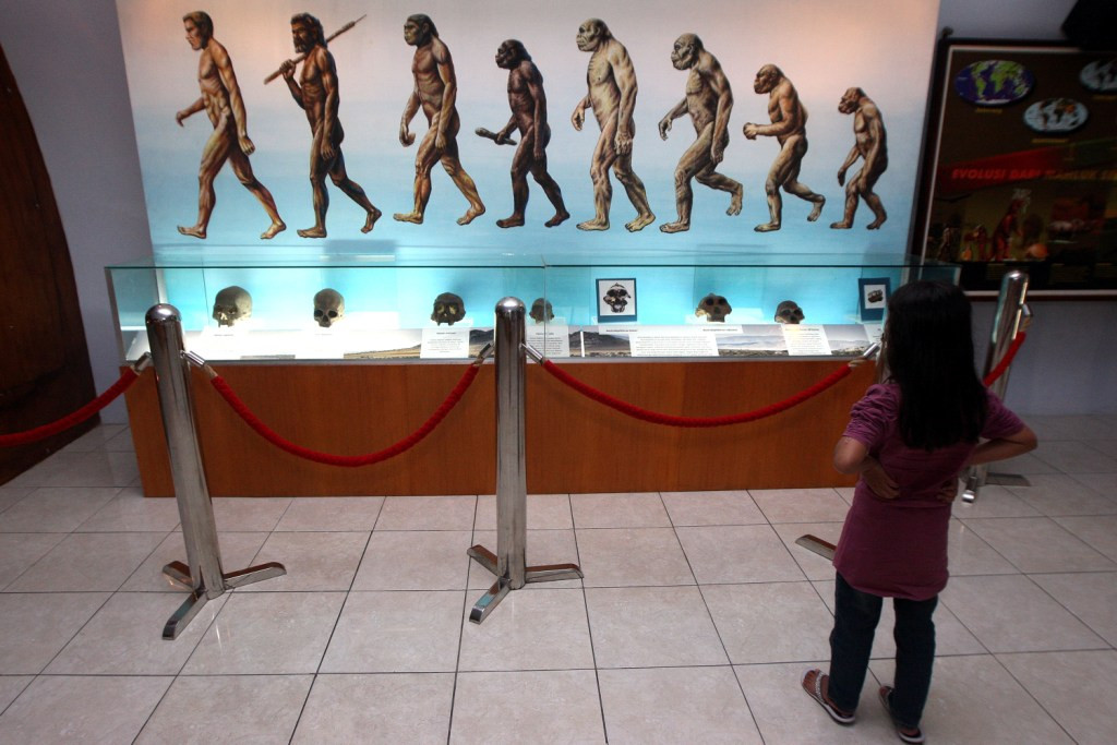 Pengunjung mengamati skema evolusi manusia di museum purbakala Sangiran, Jawa Tengah/MI/SUSANTO.